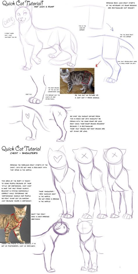 Big cat body tutorial by =KaiserTiger on deviantART How To Draw Cats, Feline Anatomy, Steps To Draw, Draw Cats, Draw A Cat, Cat Drawing Tutorial, Cat Anatomy, Cat Body, Warrior Cat Drawings