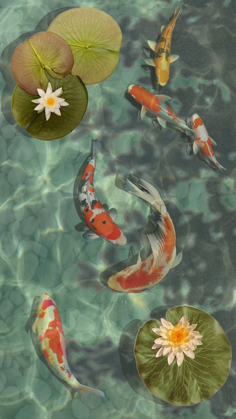 #koi #koifish #pond #vibes #fyp #aesthetic #wallpaper #zen #cottagecore #art #artcollage #fish #lilypads Get Scared, Fyp Aesthetic, Cottagecore Art, Hilarious Tweets, Koi Fish, Aesthetic Wallpaper, Koi, Zen, Lily