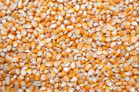 Deer Corn, Eating Games, Low Potassium Diet, Barley Grain, Horse Nutrition, Corn Grain, Toxic Mold, Livestock Feed, Horse Feed