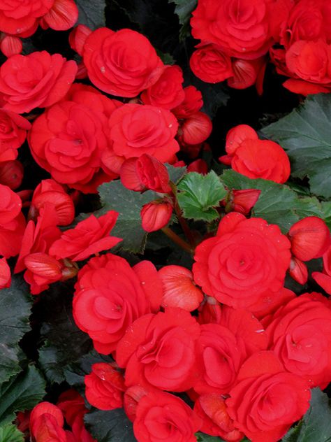 Nonstop Red Begonias Red Begonia, Begonia Flowers, Scarlet Begonias, Lakewood Colorado, Making Plant Pots, Lily Plants, Amazing Gift Ideas, Garden Centre, Summer Color