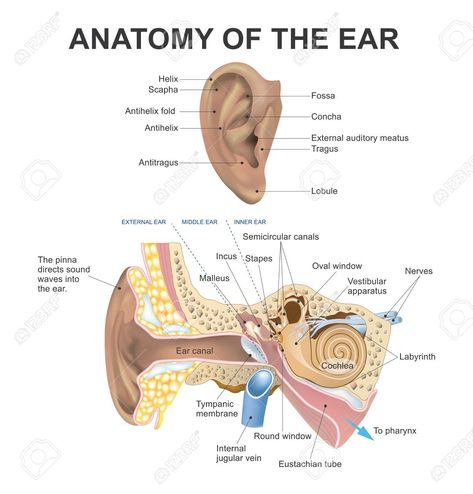 Ear Picture, Ear Anatomy, Human Body Organs, Vestibular System, Adult Valentines, Outer Ear, Basic Anatomy And Physiology, Middle Ear, Human Ear