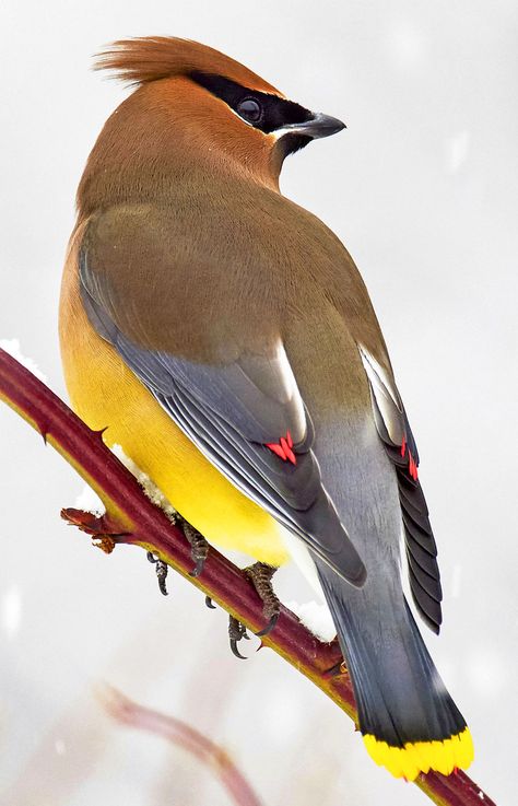 Bohemian Waxwing Bird, Cedar Waxwing Bird, Wax Wings, Waxwing Bird, Cool Birds, Male Peacock, Bohemian Waxwing, Birds Photography Nature, Colourful Birds