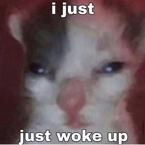 Sleep Meme, Ugly Cat, Silly Cats Pictures, Cute Jokes, Jokes Pics, Memes Anime, Cute Memes, Funny Reaction Pictures, Cartoon Jokes