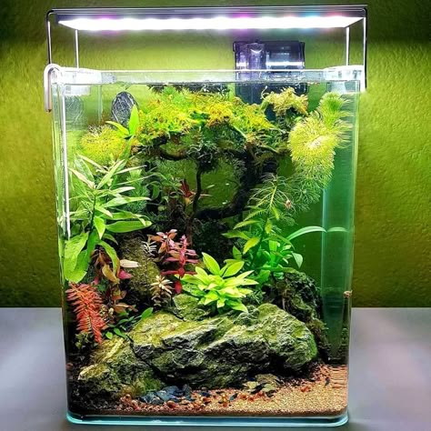 The best shrimp for your tank and shrimp tank mates. #shrimptanks#shrimptank#shrimpaquarium#neocaridinashrimp#caridinashrimp Shrimp Pet Tanks, Neocaridina Shrimp Tank, Shrimp Tank Aquascape, Nano Shrimp Tank, Shrimp Tank Ideas, Shrimp Tanks, Biotope Aquarium, Fish Aquarium Decorations, Tank Terrarium