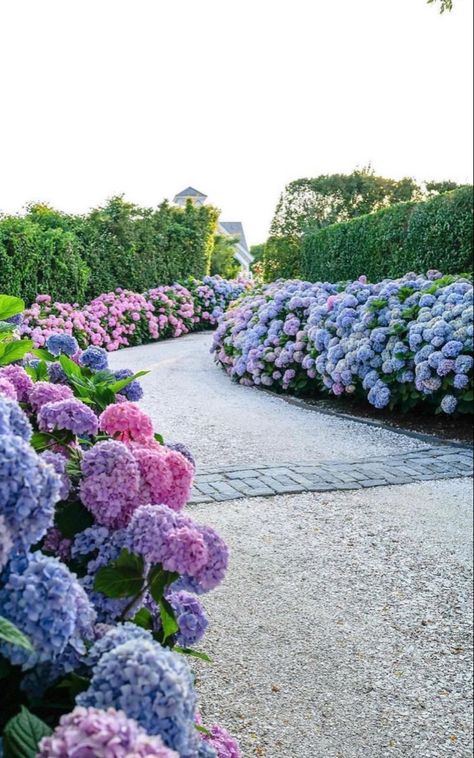 Hydrangea Driveway, Blue Hydrangea Garden, Nantucket Vibes, White Picket Fence Ideas, Picket Fence Ideas, Nantucket Summer, East Coast Summer, England Summer, Flower Board