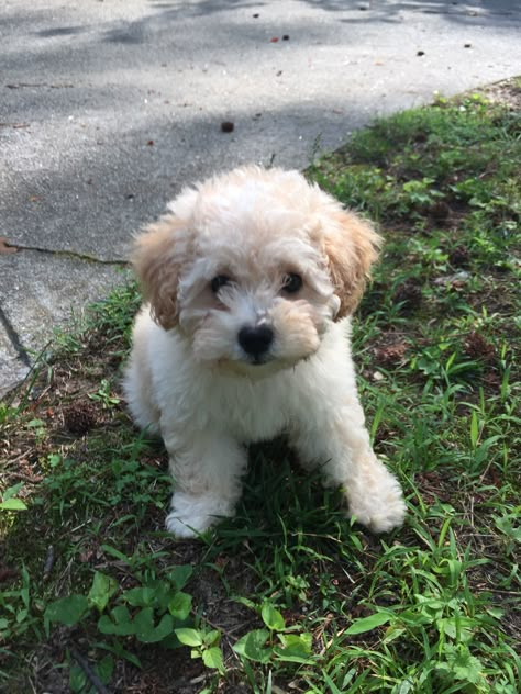 Ducks House, Poodle Puppy White, Small Cute Dogs, Friends Cute Pictures, Poodle Toy, Puppy Photography, White Poodle, Monkey Pictures, Mini Poodles