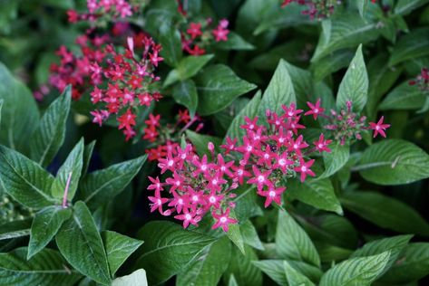 How to Grow and Care for Egyptian Star Clusters Pentas Flower, Flowers That Attract Butterflies, Star Clusters, Forget Me Nots, Attract Butterflies, Baby's Breath, Tiny Flowers, How To Grow, Flower Garden