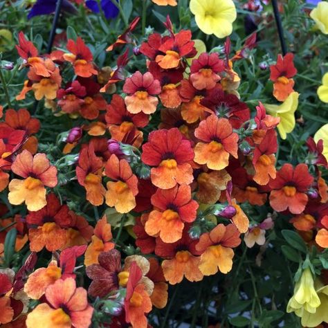 Nemesia Flowers, Boarder Plants, Scent Garden, Annual Garden, Orange Plant, Fleur Orange, Annual Flowers, Magical Garden, Low Maintenance Plants