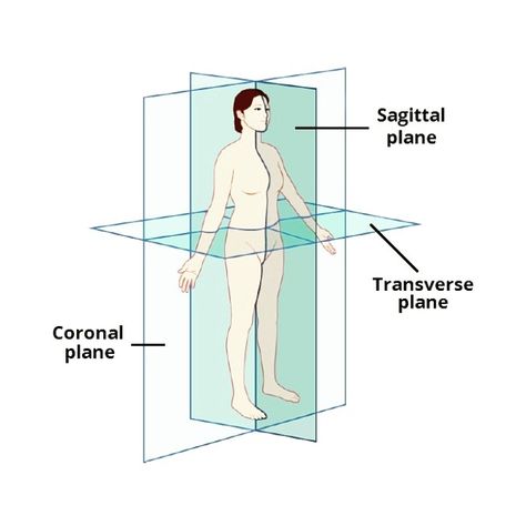 Coronal: divides into anterior nd posterior. Transverse: divides into superior nd inferior. Sagittal: parallel to median plane. Median: (median sagittal plane) divides into left nd right halves. Human Cell Diagram, Anatomical Planes, Human Cell, Sagittal Plane, Cell Diagram, Anatomy And Physiology, Anatomy, Medical, Human