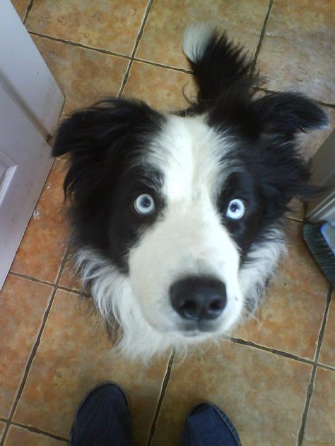 Jess 1 in 100 blue eyed solid black & white border collie Black Dog With Blue Eyes, Border Collie With Blue Eyes, Border Collie Therian Mask, Border Collie Blue Eyes, Dogs With Blue Eyes, Merle Dogs, Black Border Collie, Blue Eyed Dog, White Border Collie