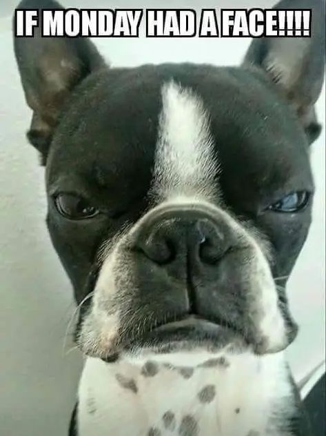 14 Funniest Boston Terrier Memes - The Paws Boston Terrier Meme, Boston Terrier Funny, Extremely Funny, Boston Terrier Love, Dog Language, Boston Terrier Puppy, Boston Terrier Dog, Dog Info, Pugs Funny