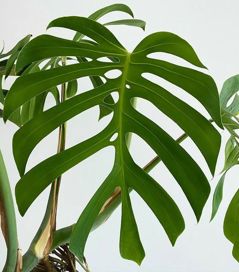 Monstera Sierrana grows slowly, its heart-shaped leaves feature deeper fenestrations, extending up to the midribs, and lack "ears" at the tips. Monstera Plants, Air Layering, Rooting Hormone, Home Plants, Peat Moss, Monstera Deliciosa, How To Grow Taller, Yellow Leaves, Green House