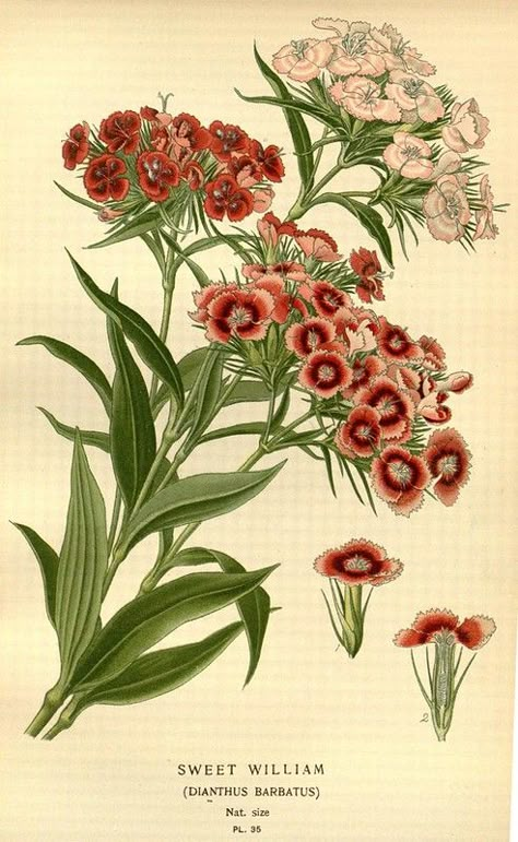 Sweet William Flowers, Botanical Printables, Dianthus Barbatus, Favourite Flowers, Sweet William, Illustration Botanique, Vintage Botanical Prints, Language Of Flowers, Scientific Illustration