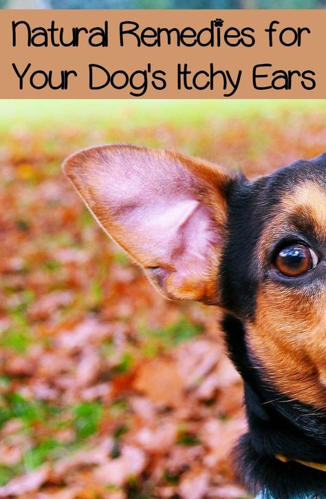 Itchy ears can be a nightmare for dogs. It's one of the more uncomfortable things for them. These suggestions will help you alleviate your dog's itchy ears. Ear Itching Remedy, Itchy Dog Ears, Natural Dog Remedies, Dog Itching Remedies, Itchy Ears, Itchy Dog, Dog Itching, Dog Health Tips, Dog Ears