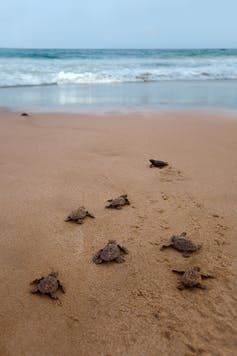 Turtles Hatching, Sea Turtles Hatching, Turtle Hatching, Loggerhead Turtle, Press Photography, Aesthetic Animals, Marine Turtle, Natural Mood, Seabrook Island