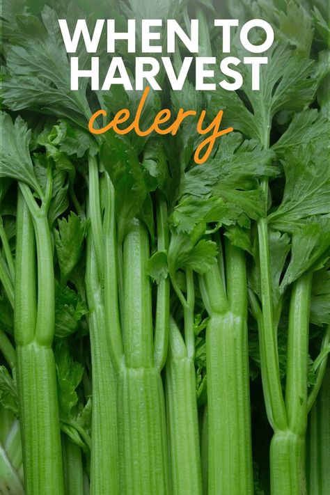 How To Harvest Celery, When To Harvest Celery, Celery Planting How To Grow, Harvesting Celery, Celery Harvest, Preserve Celery, How To Grow Celery, Gardening Knowledge, Celery Plant