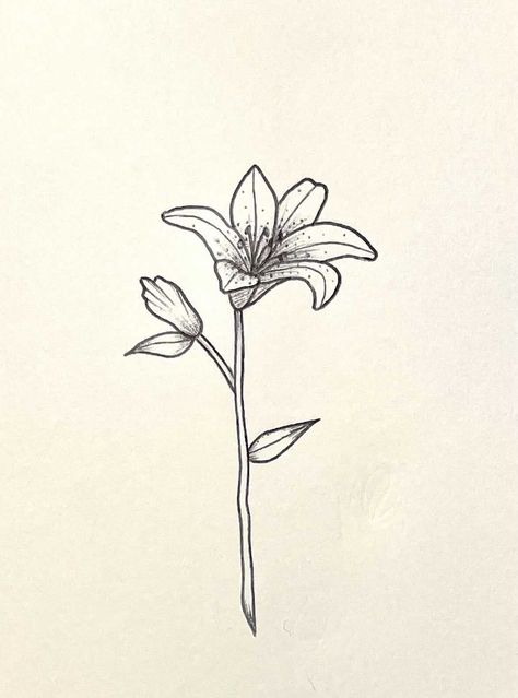 Tigerlily Flower Tattoo, Stargaze Lily Tattoo, Day Lily Drawing, Lily Sketch Simple, Star Gazer Lilly Tattoos, Tiger Lily Drawing, Tiger Lily Tattoo, Stargazer Lily Tattoo, Tiger Lily Tattoos