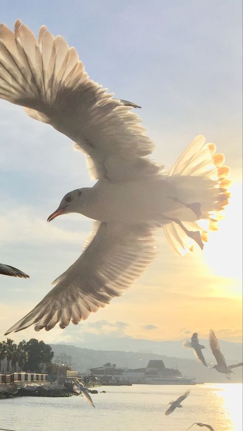 Seagull Wallpaper, Bird Wallpaper, Birds, Animals