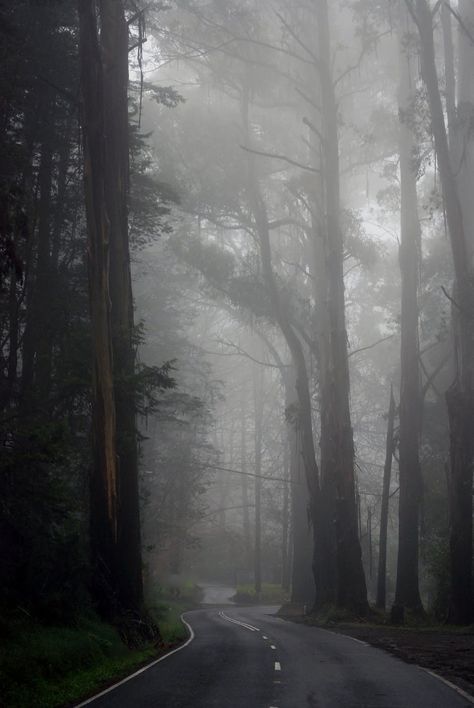 Rainy Dark Aesthetic, Rainy Gloomy Aesthetic, Twilight Forest Aesthetic, Rain Aesthetic Dark, Foggy Forest Aesthetic, Rainy Forest Aesthetic, Dark Naturalism Aesthetic, Paradis Sombre, Aesthetic Rainy Day