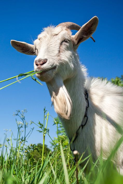 Can you give your canine buddy a bowl of goat milk once in a while? Is it healthy or should you steer clear of it? This is the question we’re going to answer in this article.  . . . . . . #dog #goat #milk #pets #milk #lactose #farm #food Goat Milking, Pet Friendly House, Farm Food, A Goat, Goats Milk, Puppy Care, Dog Travel, 20 Pounds, Daily Diet