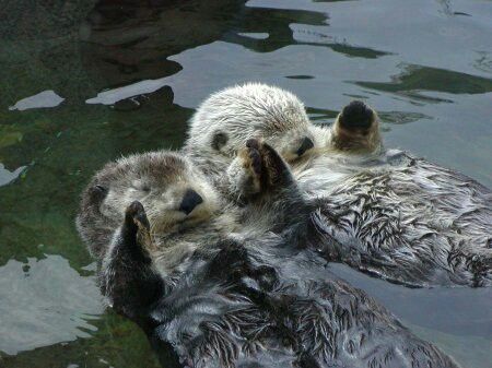 Otter Meme, Otter Spirit Animal, Yawning Animals, Sea Otters Holding Hands, Art Over Bed, Otters Holding Hands, Cute Otter, Otters Cute, Otter Pops