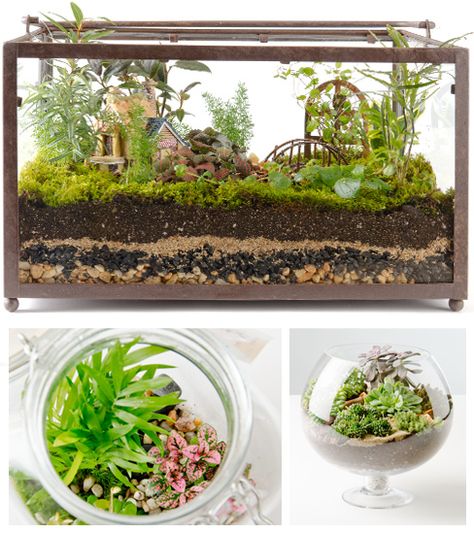 Open Top Terrariums overall great terrarium tips and basic History Aquarium Terrarium Ideas, Fish Tank Fairy Garden Terrarium, Fish Tank Fairy Garden, Fairy Fish Tank, Aquarium Terrarium Mini Gardens, Fish Tank Turned Into Terrarium, Old Fish Tank Ideas, Aquarium Fairy Garden, Succulent Terrarium Fish Tank