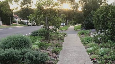 Every street in Australia has a ‘useless’ feature that’s a massive missed opportunity to do something good | news.com.au — Australia’s leading news site Grass To Garden, Verge Garden, Trees For Shade, Garden Australia, House Images, Australian Native Garden, Urban Heat Island, Street Trees, Sustainable City