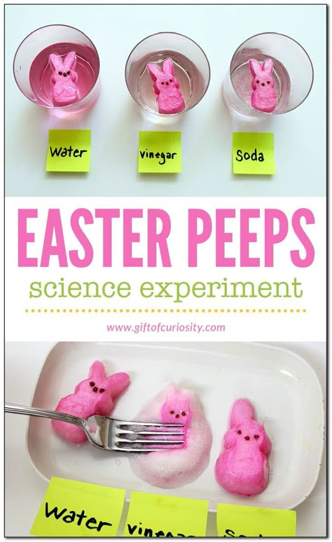 Easter Peeps science experiment! A sweet activity for kids this spring! Great for Easter too! Peeps Experiment, Peeps Science Experiment, Easter Science Experiments, Easter Science, Easter Lessons, Easter Preschool, Easter Activities For Kids, Science Activity, Kid Experiments