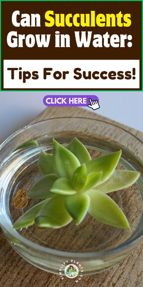 "Discover the secrets to successfully growing succulents in water! This  guide provides essential tips for thriving water propagation, including  ideal succulent types, water care, and maintenance techniques. Learn how to  create a stunning succulent display while ensuring your plants stay healthy  and vibrant. Perfect for plant lovers and beginners alike! Succulents In Water, Water Succulents, Water Propagation, Water Tips, How To Water Succulents, Succulent Display, Growing Succulents, Tips For Success, Sandy Soil