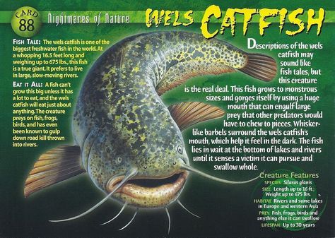 Wels Catfish | Wierd N'wild Creatures Wiki | Fandom powered by Wikia Wels Catfish, Weird Sea Creatures, Whale Fish, River Monsters, Catfish Fishing, Fish Tales, Monster Cards, Spring Decoration, Nature Card