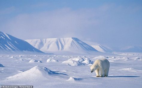 Polar flair: Bear’s acrobatic leap into the ice features in book of beautiful Arctic photography Polar Bear Landscape, Polar Environment, Arctic Aesthetic, Antarctica Landscape, Arctic Photography, Glacier Landscape, Polar Bear Hunting, Animal Encyclopedia, Polar Bear Wallpaper