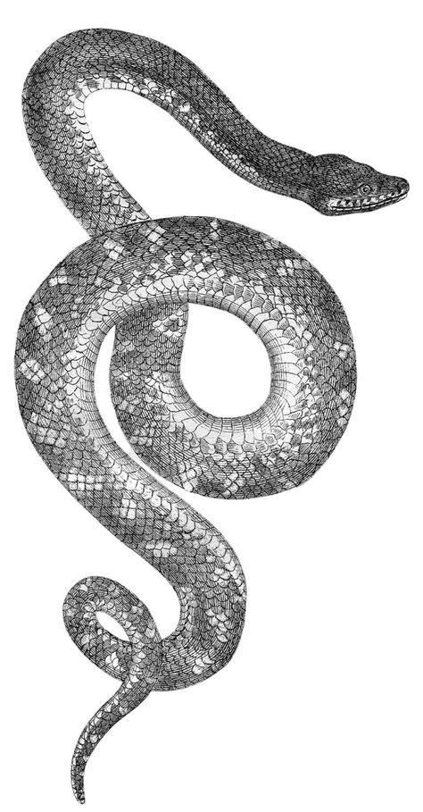 15 Vintage Snake Pictures - Cool Snake Art! - The Graphics Fairy Pics Of Snakes, Snake Pictures, Wallpaper Aesthetic Vintage, Snake Images, Snake Illustration, Cool Snakes, Snake Drawing, The Graphics Fairy, Snake Art