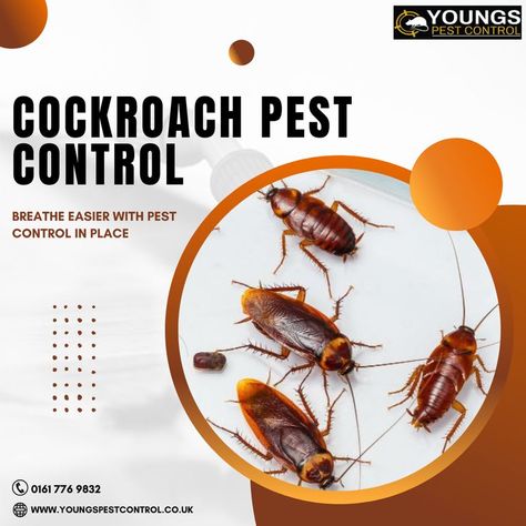 Do you fear what a cockroach infestation could do to your health? Get help from an expert as soon as possible. Youngs Pest Control is available to defend you and your loved ones from the risks of a cockroach infection. Act quickly to prevent any type of infection! For any consultation, get in touch with us immediately - ☎ - 01617769832 🌍- https://bit.ly/cockroachpestcontrol #pest #pestcontrol #cockroaches #cockroachpestcontrol #insects #pests #pestcontrolservice #pestfree Agriculture Photography, Pest Control Services, Pest Control, Insects, Health