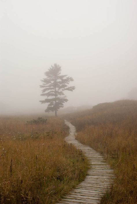 Beautiful pathway Fog Photography, Misty Eyes, Foggy Weather, Foggy Morning, Back Road, Fantasy Landscape, Watercolor Landscape, Nature Photos, Amazing Photography