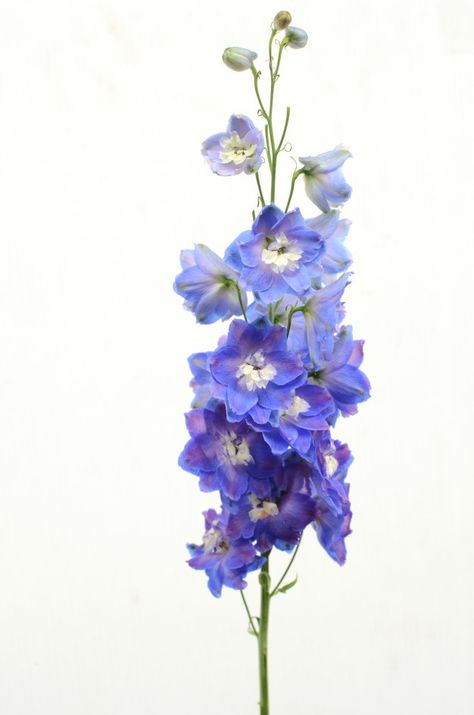 Delphium Flower, Delphinium Flower Aesthetic, Flower With Blue Background, Delphinium Purple, Delphinium Garden, Delphinium Tattoo, Purple Delphinium, Flower White Background, Heart Flower Tattoo