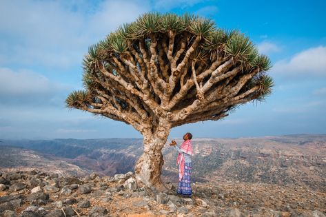 A dragon’s blood tree on Socotra. Socotra Island, Dragon Blood Tree, Socotra, Arabian Sea, Natural Heritage, Dragons Blood, Yemen, Archipelago, Unesco World Heritage