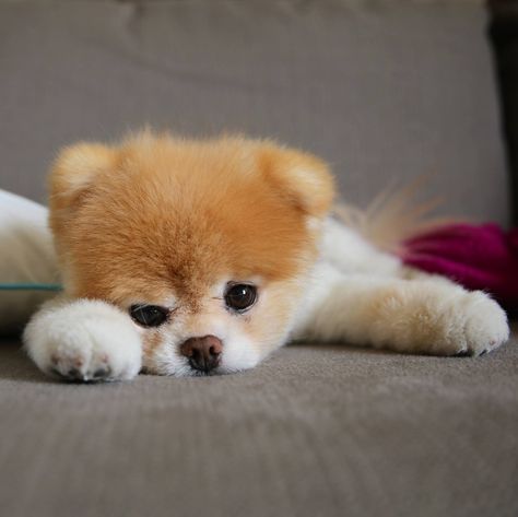 lazy boo Boo The Cutest Dog, Boo And Buddy, World Cutest Dog, Boo The Dog, Very Cute Dogs, Cute Puppy Videos, Puppy Face, Super Cute Animals, Pomeranian Puppy