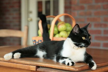 How To Keep Cats Off Counters And Tables – TheCatSite Articles Keeping Cats Off Counters, Cat Behavior Problems, Cat Roll, Cat Gym, Cat Language, Secret Language, Mother Cat, Cat Hacks, Cat Spray