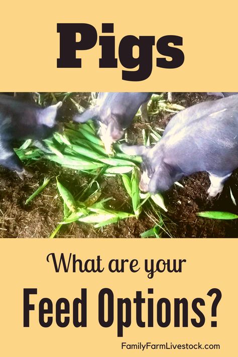 What are your feeding options for raising your pigs? Pigs can and will eat all kinds of things, but should they? What is good for them to eat and what is be avoided? #familyfarmlivestock #farmanimals #pigs Pig Feeding Ideas, What Can Pigs Eat, Raising Pigs For Meat, Toys For Pigs, Pig Raising, Pastured Pigs, Pig Eyes, Animal Farming, Farm Dream