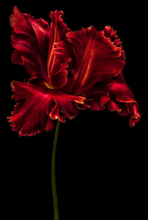 BLOOM - Dale Grant's Portfolio Insta Wall, Photography Effects, Parrot Tulips, Dark Flowers, Nothing But Flowers, Flower Paintings, Floral Photography, Botanical Painting, Red Tulips