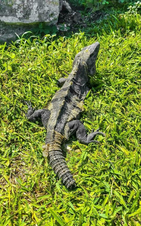 Iguana on grass Tulum ruins Mayan site temple pyramids Mexico. Pyramids Mexico, Mexico Pyramids, Tulum Ruins, Vector Cartoon, Tulum, Free Stock Photos, Temple, Royalty Free Stock Photos, Stock Photos