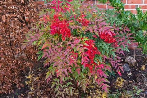 Heavenly Bamboo, Nandina Domestica, Plantain Lily, Fragrant Garden, Invasive Plants, Garden Shrubs, Traditional Garden, Buy Plants, Plant Cuttings