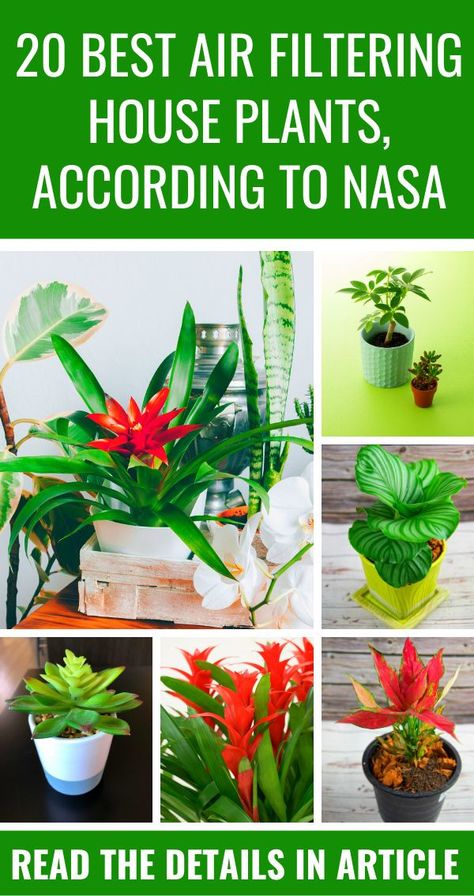 20 Best Air Filtering House Plants, According to NASA. NASA’s Clean Air Study found that there are a variety of household plants that can reduce the toxins from your household products, materials, and furniture. Here is a list of no-fuss plants that actually; helps you to filter out the bad stuff and provide fresh air. Nasa Air Purifying Plants, Air Cleaning House Plants, Air Filtering Plants, Indore Plants, Gardening Infographic, Best Air Purifying Plants, Gardening Pots, Air Cleaning Plants, Air Purifying House Plants