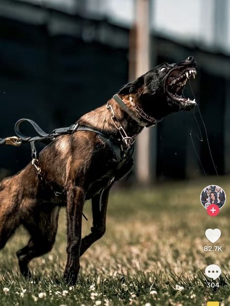 Belgian Malinois Working, Belgian Malinois Training, Malinois Training, Dog Protection, Rottweiler Pictures, Belgium Malinois, Belgian Malinois Dog, K9 Dogs, Wolf Images