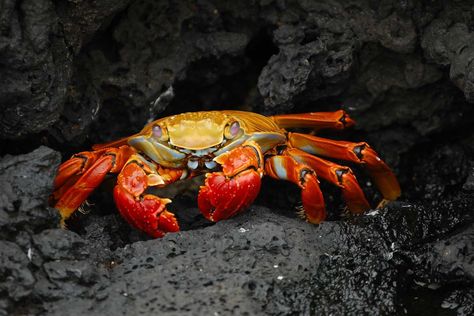 Crab Mentality, Nicaragua Travel, Ecuador Travel, Focus Photography, Hermit Crab, Galapagos Islands, Crustaceans, Animal Wallpaper, Ocean Life