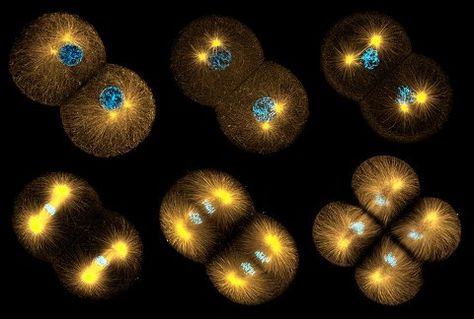 Meiosis The Cell Cycle, Confocal Microscopy, Science Rules, Cell Cycle, Cell Division, Sacred Geometric, Cell Growth, Microscopes, The Marine