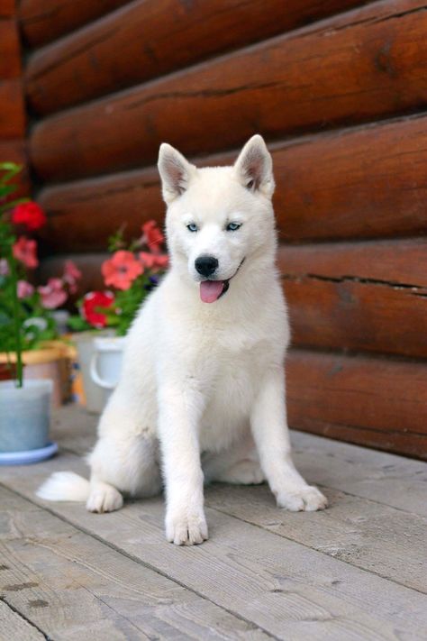 All White Husky Blue Eyes, White Dog Blue Eyes, White Husky With Blue Eyes, All White Husky, Husky Aesthetic, Husky Puppy Training, Husky With Blue Eyes, Loyal Dog Breeds, White Siberian Husky