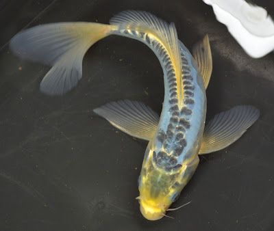 I like the coloring. Great example of a butterfly koi's fins Shusui Koi, Koi Garden, Koi Fish Colors, Karp Koi, Butterfly Koi, Aqua Tank, Koi Painting, Goldfish Pond, Blue Koi