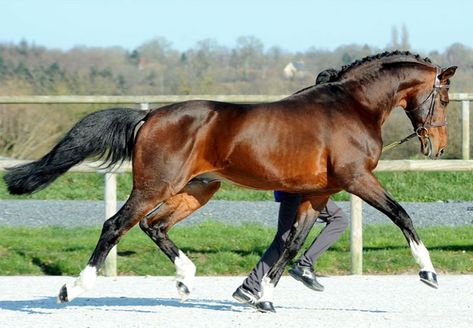 Quintus (1993) | Selle Francaise, Belgian Warmblood Stallion Belgian Warmblood, Olympic Horses, Warmblood Stallion, Horse Art Ideas, Kathiyawadi Horse, Warmblood Horses, Marwari Horses, Stallion Horses, Eventing Horses