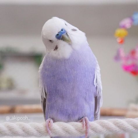 Cute Budgies, Hoya Bella, Budgies Bird, Purple Animals, Funny Parrots, Parakeets, Pretty Animals, Nature Birds, Favorite Animals